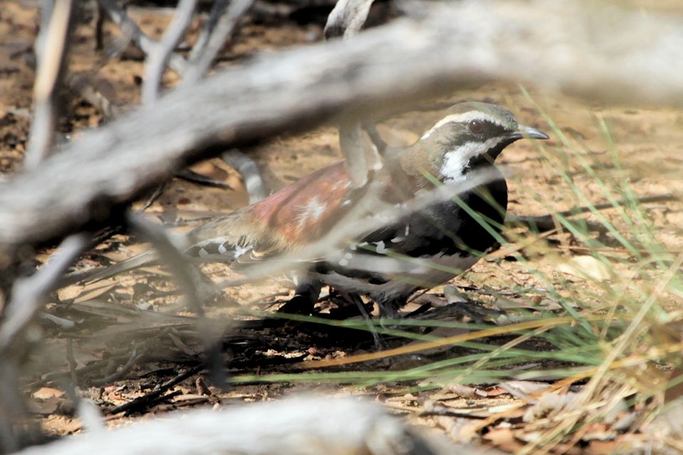 Chestnut Quail-thrush (Cinclosoma castanotum)